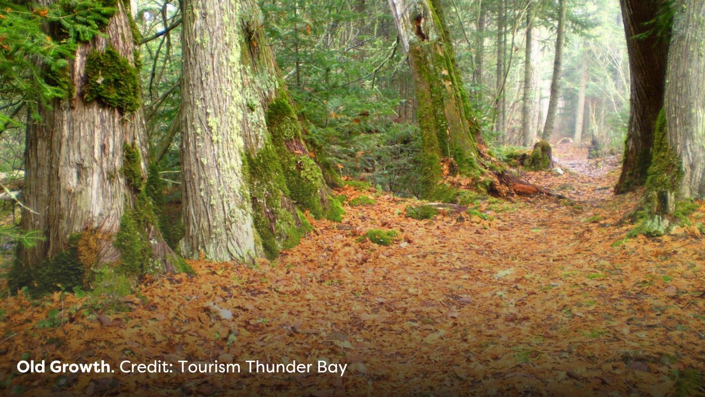 Old Growth Thunder Bay