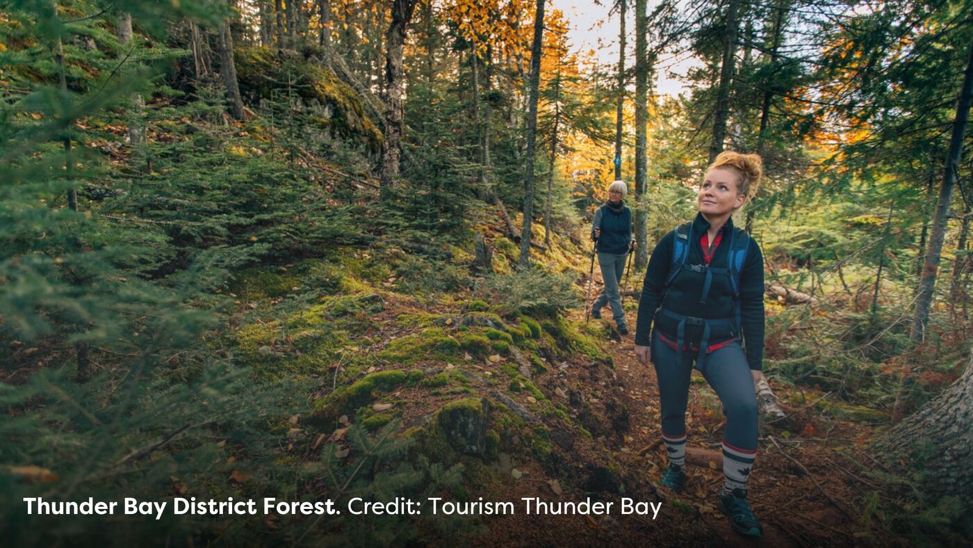 Forest in Thunder Bay