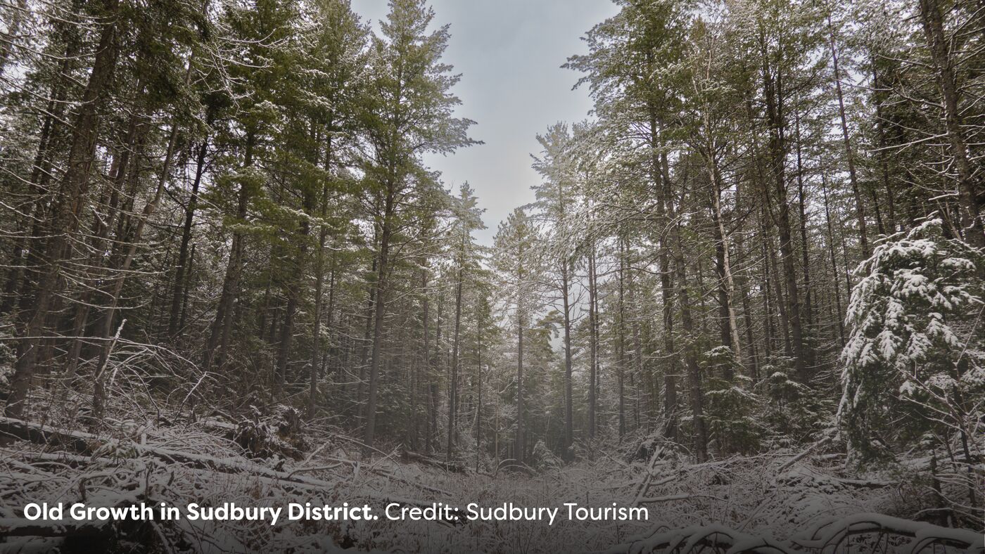 Old Growth Sudbury
