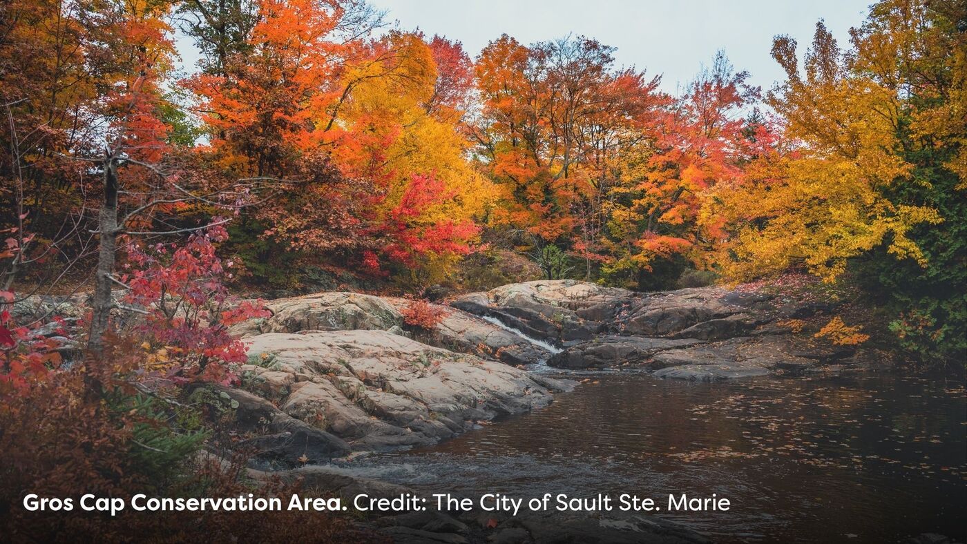 SSM Fall